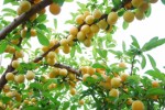 Fruit Trees Plr Articles